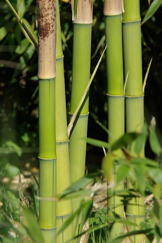 Phyllostachys viridis Houzeau neu-austrieb 7-2012